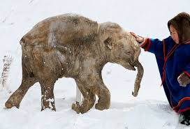 woolly mammoth
