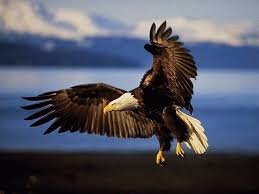 image aigle