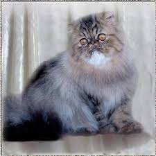 black tabbies