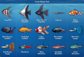 photos of fish