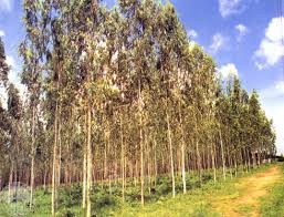 seed orchard