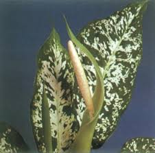 motherinlaw plant