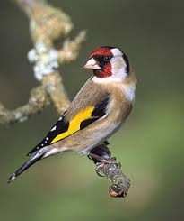 goldfinch_01.jpg
