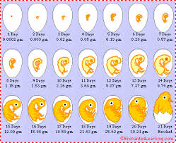 chicken egg hatching