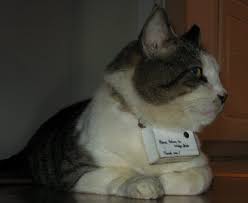 camera cat