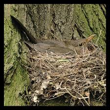 blackbird nests
