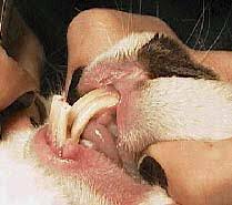 bunnies teeth