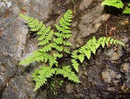 cystopteris