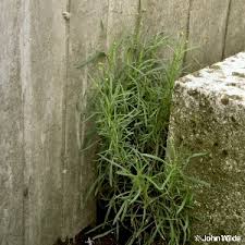 senecio inaequidens