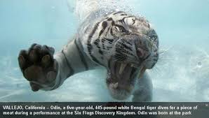 white bengal tiger pictures