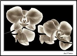black and white photo art