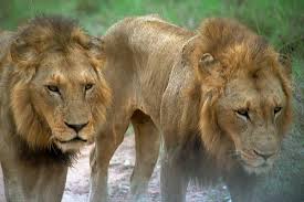 lions pics