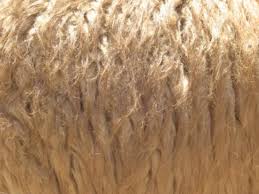 llama coats