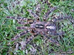poecilotheria ornata
