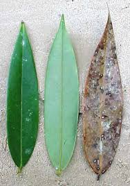 aromatica