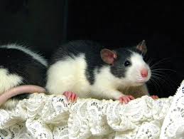 pet rats