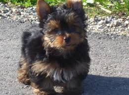 yorkies for sale