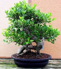 bonsai ficus retusa