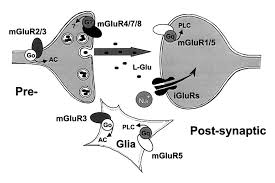 glutamate receptors