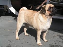mops hond