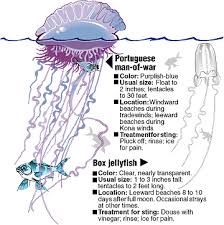 The Portuguese Man-of-War: A