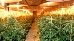 grow marijuana