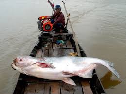 mekong giant catfish pictures