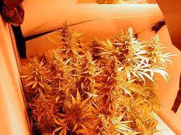 grow marijuana