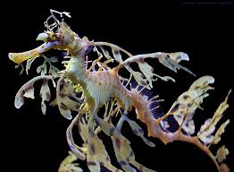 leafy dragon