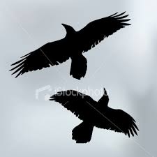 crows pictures