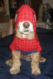 spider dog
