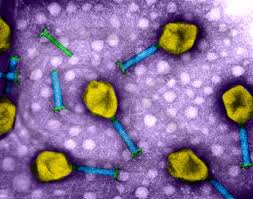 bacteria cells