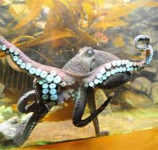 aquarium octopus