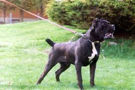 cane corso vs pitbull