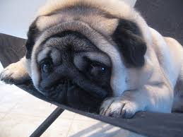 unique dogs