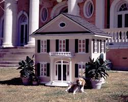 luxury dog