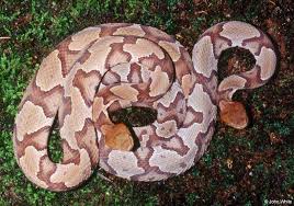 copperhead photos