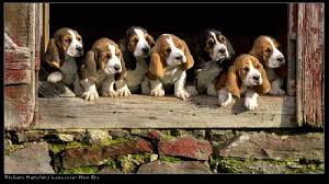basset hound dog