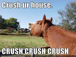 funny horse pictures