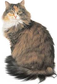 main coon cats