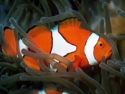 photos of fish