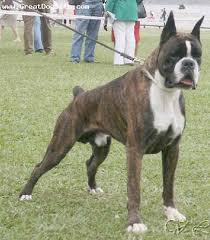 brindle boxer