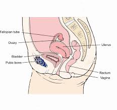 pelvic bone