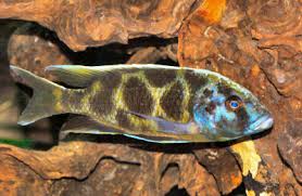 lake malawi cichlid