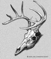 deer skeleton anatomy