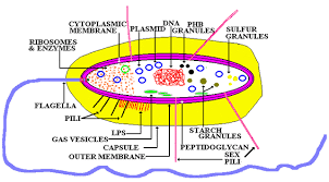 bacteria cell