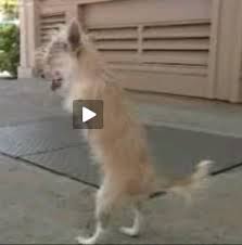 funny pet videos