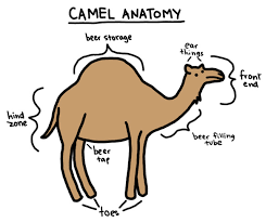 comic anatomy