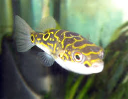 figure 8 puffer