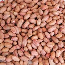 groundnut